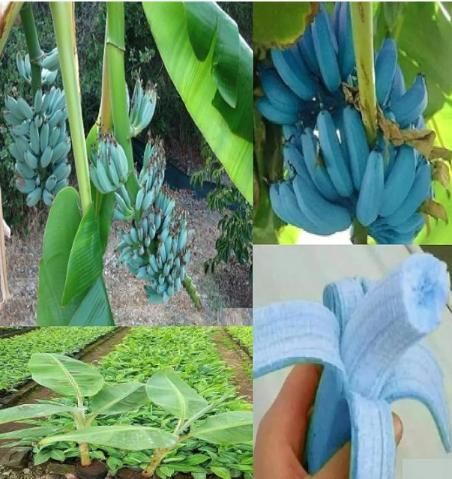 Blue Java Banana Seeds (Pack of 1)